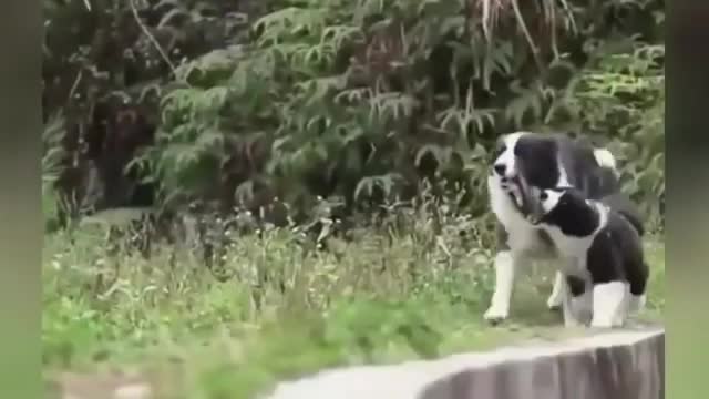 Videos animal funny