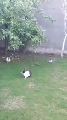 Two Rabbits and one cat are playing toghater