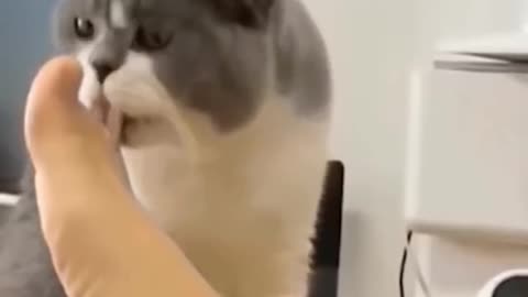 New Funny Animals 😂 Funniest Cats and Dogs Videos 😺🐶