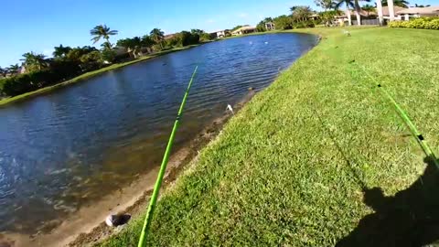 I've NEVER Seen This Many Bass in a POND! (Bank Fishing)