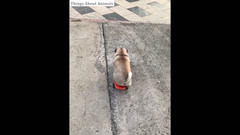 Adorable Puppy Trend Compilation Animals TikTok