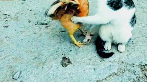 Fight between cat and Hen