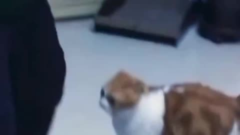 Bursting with Laughter: Cats and Dog's Funniest Antics of All Time"