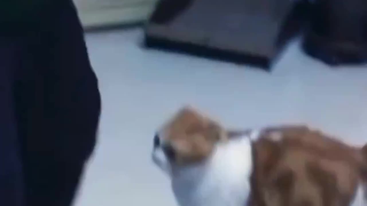 Bursting with Laughter: Cats and Dog's Funniest Antics of All Time"