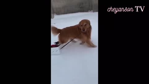 Cute Puppies running in the Snow