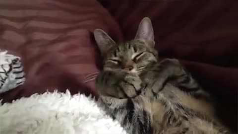 Best Animal Videos
