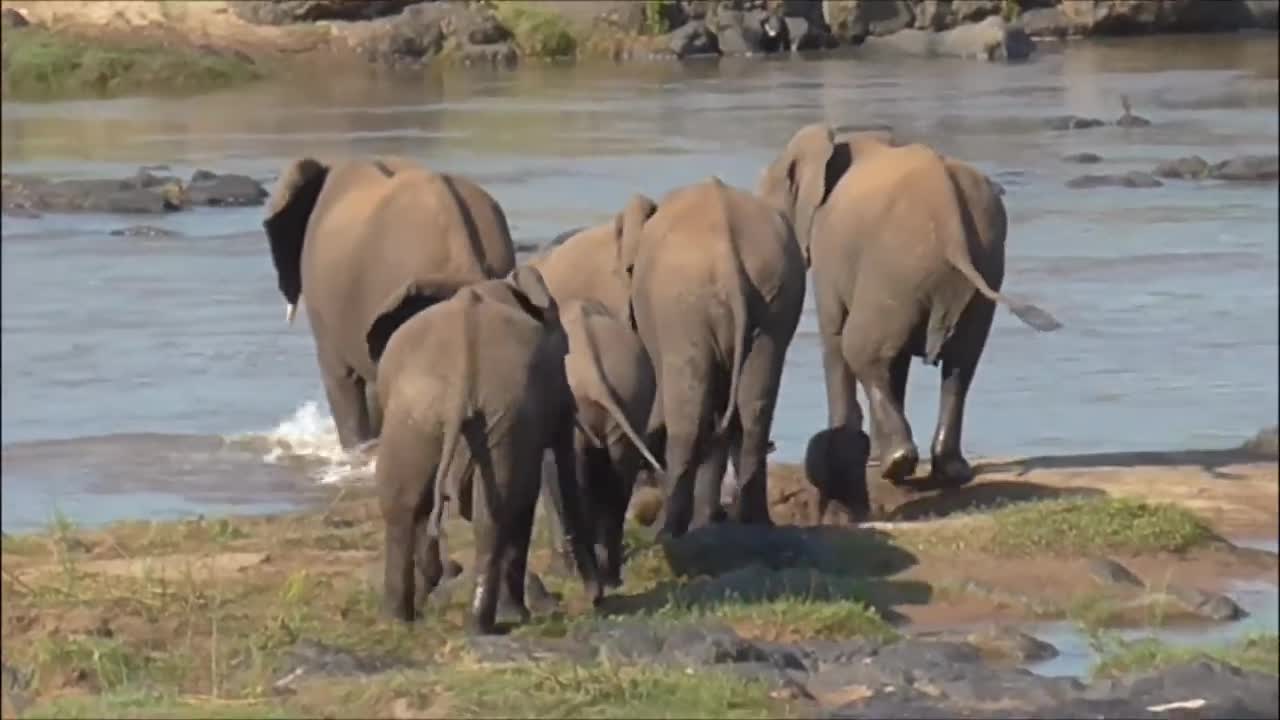 Look at this tiny elephant crossing the river