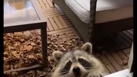 Baby panda having some cookies 🤩🤩