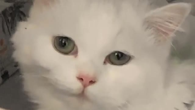 A wet cat