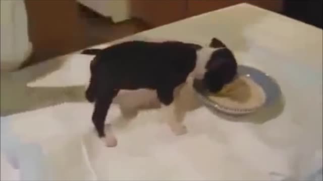 funny Puppy eating