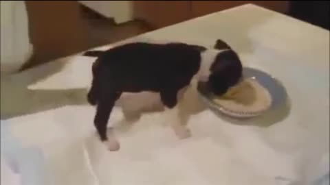 funny Puppy eating