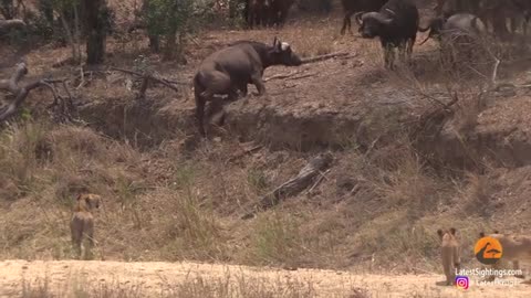 Buffalo stuck & cornered by lions calls for backup