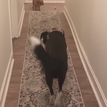 Hallway fetch! 👇 See the Description for a Surprise!