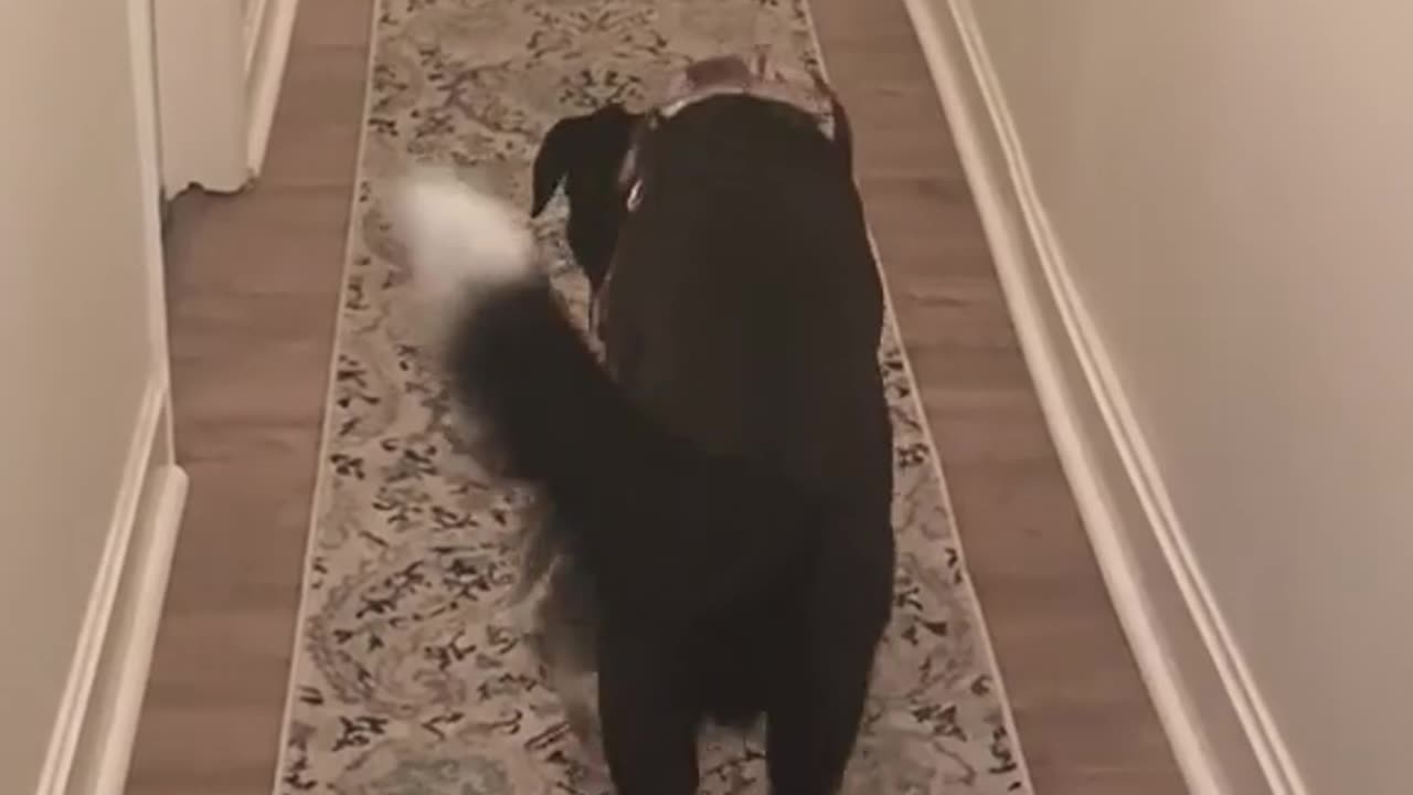 Hallway fetch! 👇 See the Description for a Surprise!