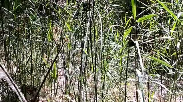 Tule rushes for survival ...and their part in real discovery of the new world