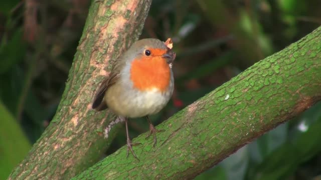 Nature With Animal Video || Relaxing Music with Beautiful Nature | Nature And Wildlife Sad story