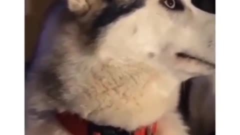 Funny Video "Husky Dog deserves an oscar"