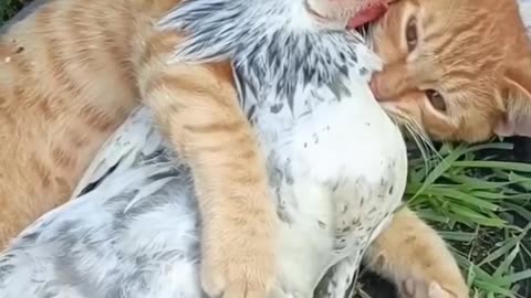 Funny cat