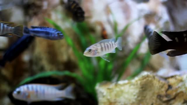 Fish Inside Aquarium