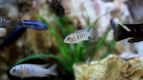 Fish Inside Aquarium