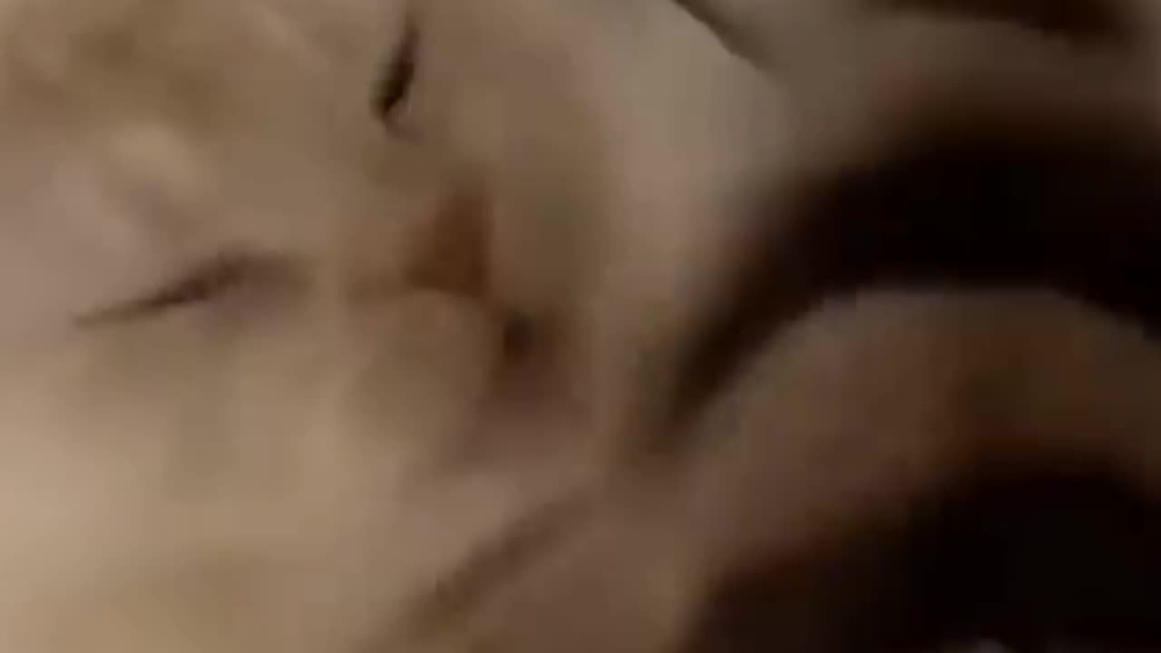 Fanny cat's video