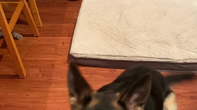 Excited German Shepherd Training Tricks and Talking