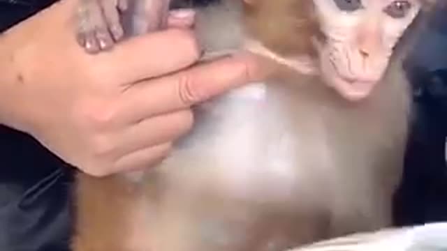 A monkey takes a bath