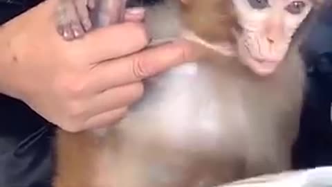 A monkey takes a bath