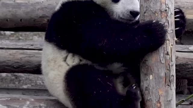 Cute panda is learning to climb a tree