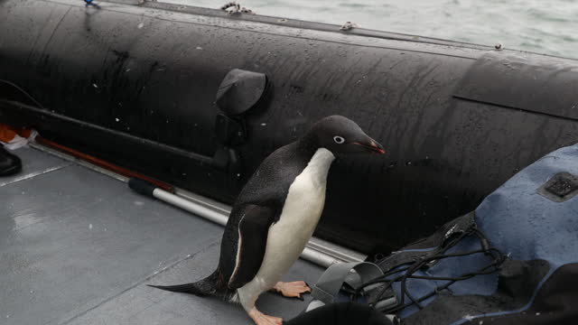 Penguin Stowaways