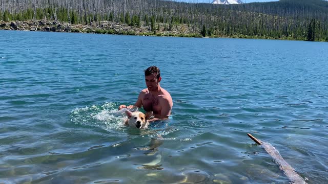 Adorable corgi is not so sure about swimming