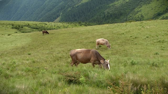 Three cows grazes on the meadow, sound - beautiful tinkling of bells