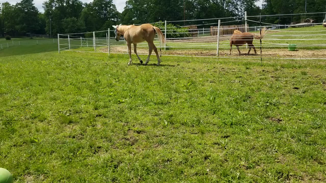 Jumpy buckies p2