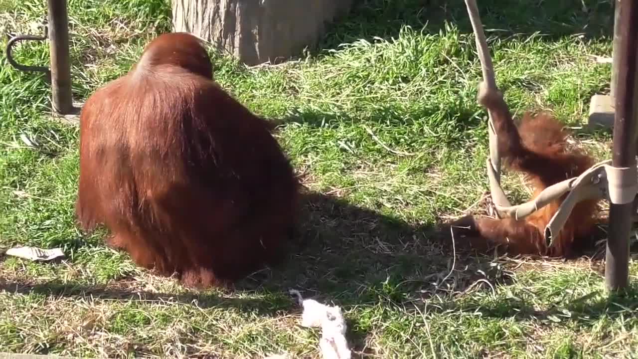 Orangutan name sumi and popo [ichikawa city zoo and botanical garden in china,japan]