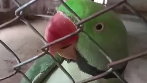 The life of parrots