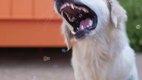 Unbelievable!!!_Funny_Dog_Videos_Try_Not_To_Laugh