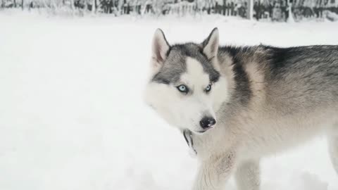 Husky Snow Dog