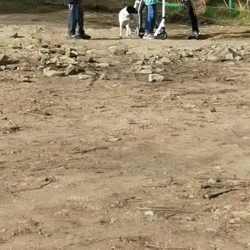 Children play with a dog.