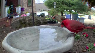 Kissing cardinals