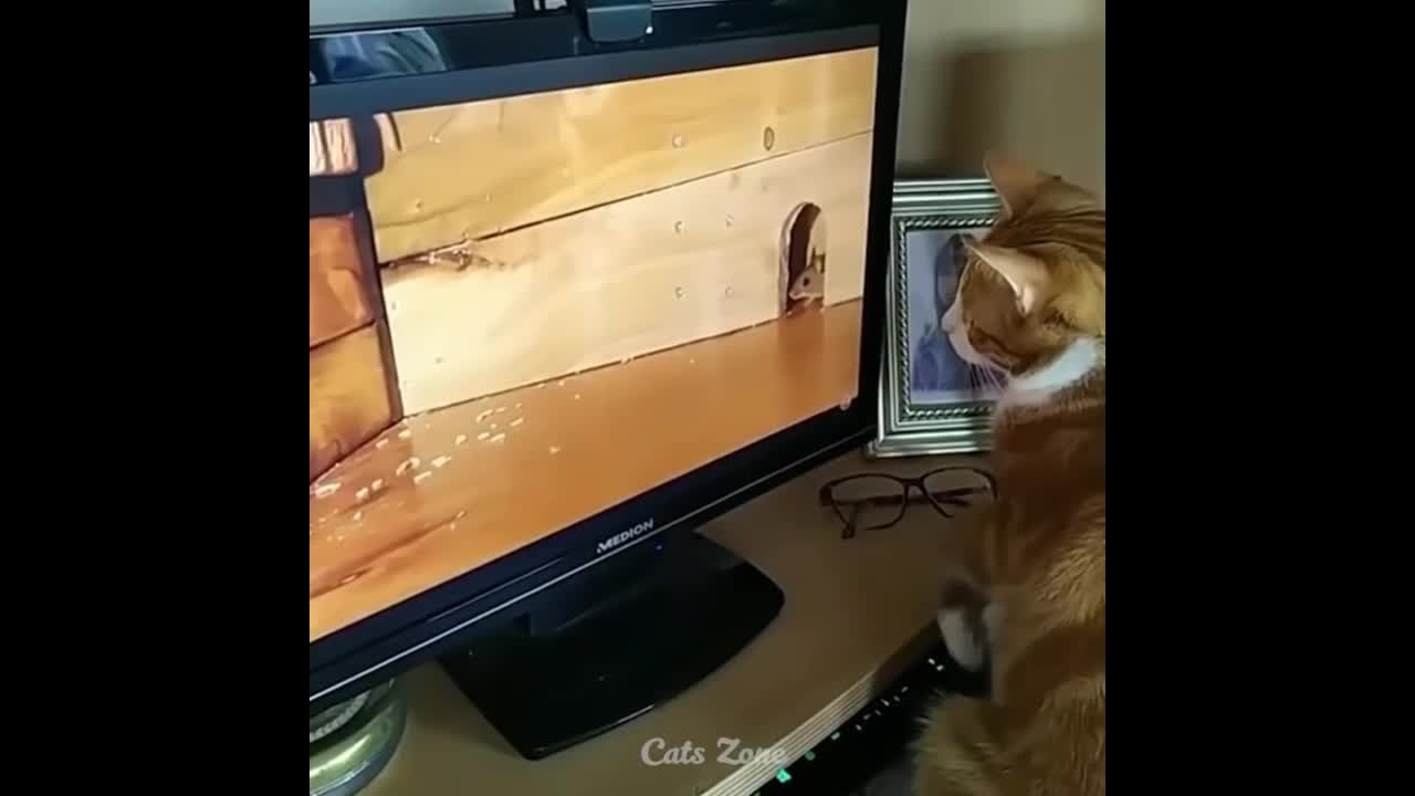 Best Funny Cat Video..