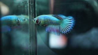 Live Betta Fish Female RARE HYBRID Fancy WlLD BETTA Crowntail