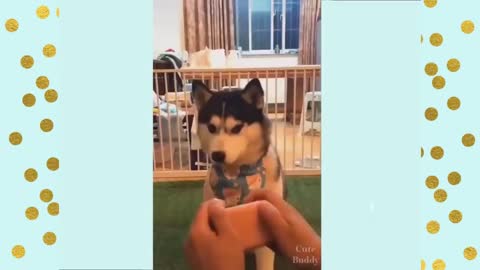 🐶 Cute Funny and Smart Dogs Compilation