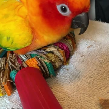 Parrot Just Wants to Cuddle