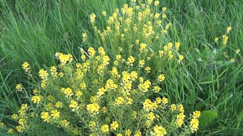 Hysterical Karen Behaviour of Agressive Nubian in Alliance with Pharaoh harassing Peaceful Homeless