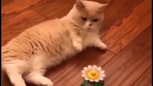 Funny cats