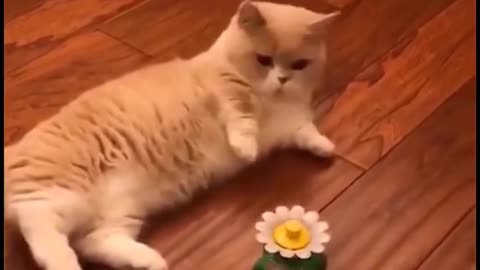 Funny cats