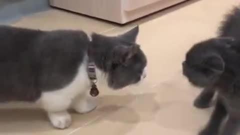 Cute And Funny Cats