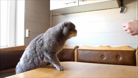 Funny cat eating and playing 🐈🐈🐈🐈🐈