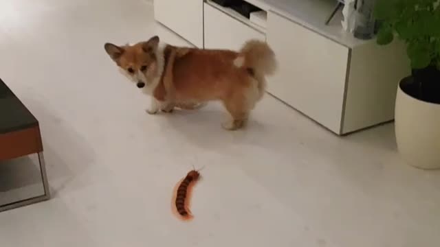 Corgi Has A Blast Playing With A Remote Controlled Centipede