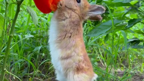 A rabbit eating pepper in the ground with the turtle